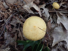 Suillus subaureus