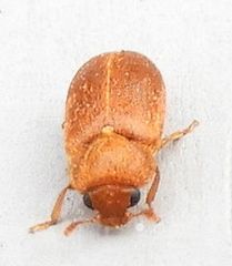 Byturus unicolor
