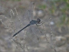 Erythrodiplax berenice