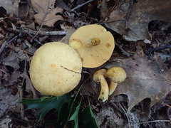 Suillus subaureus