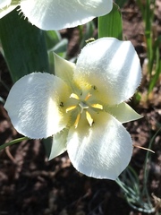 Calochortus apiculatus