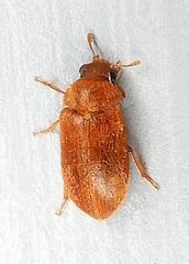 Byturus unicolor