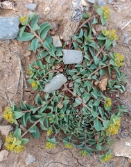 Euphorbia nevadensis