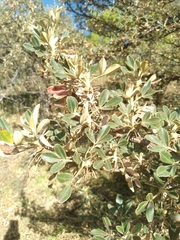 Polylepis incarum