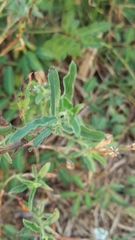 Oenothera speciosa
