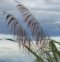 Poaceae