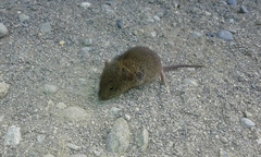 Abrothrix olivacea