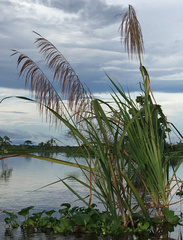 Poaceae