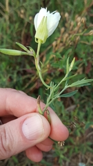 Oenothera speciosa