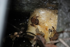 Kurixalus idiootocus