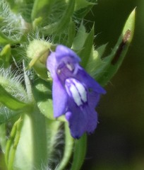 Salvia texana