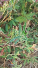Oenothera speciosa