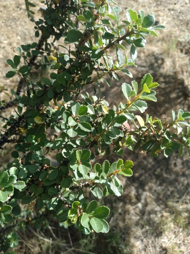 Schinus microphylla, photograph 3