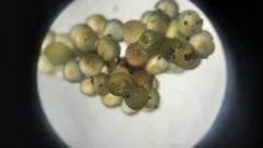 Hyporhamphus rosae
