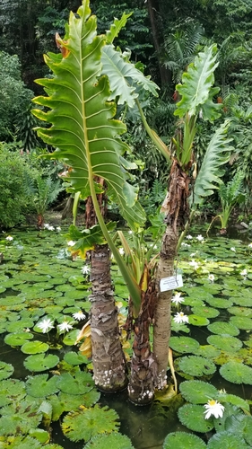 Alocasia macrorrhizos