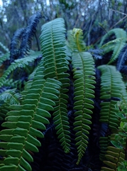 Blechnum arcuatum