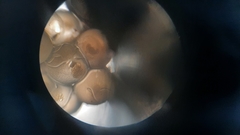 Hyporhamphus rosae