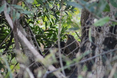 Morococcyx erythropygus