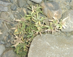 Richardia coldenioides