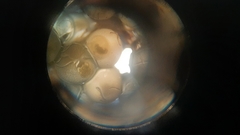 Hyporhamphus rosae