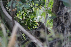 Morococcyx erythropygus