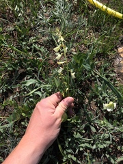 Hedysarum sulphurescens