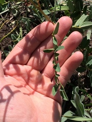 Hedysarum sulphurescens