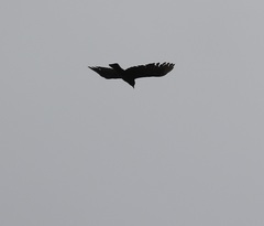 Corvus brachyrhynchos