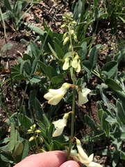 Hedysarum sulphurescens