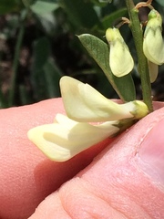 Hedysarum sulphurescens