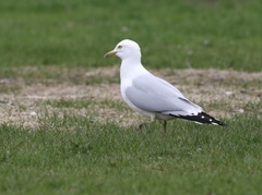 Larus delawarensis