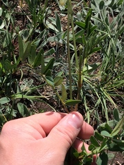 Hedysarum sulphurescens