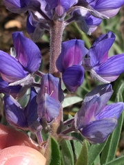 Lupinus sericeus
