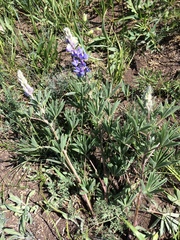 Lupinus sericeus