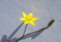 Hypoxis filiformis