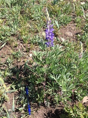 Lupinus sericeus