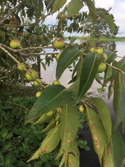 Myrciaria dubia