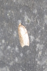 Acleris maccana