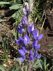 Lupinus sericeus