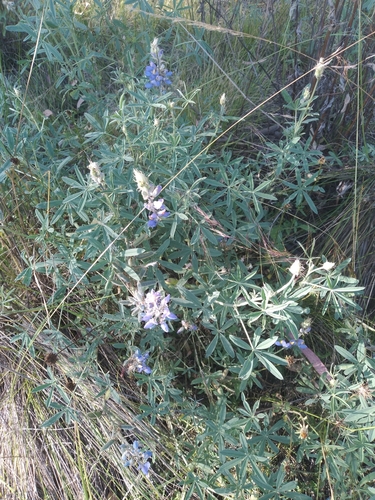 Tarwi (Lupinus mutabilis)