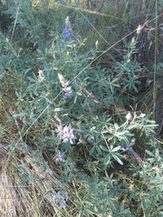 Lupinus mutabilis