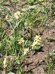 Penstemon confertus