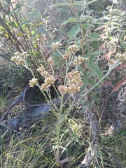 Pseudognaphalium cheiranthifolium