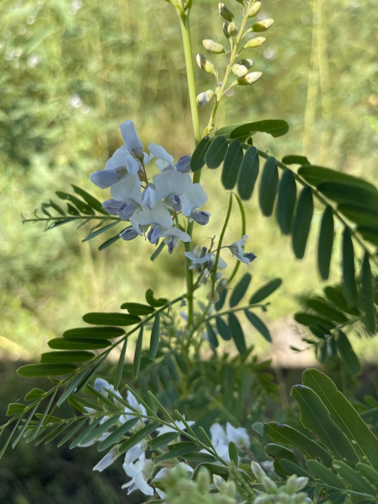 Sesbania brachycarpa