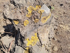 Candelina submexicana