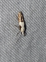 Mompha circumscriptella