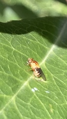 Thaumatomyia rubida