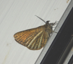 Isturgia limbaria