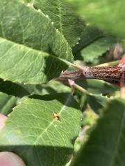 Thaumatomyia rubida