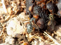 Senopterina caerulescens